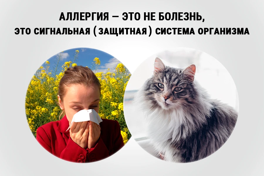 Аллергия как сигнальная система организма: женщина чихает в платок на фоне цветущих растений (пыльцевой трек) и пушистая кошка (трек на шерсть) — защитные реакции-напоминания о пережитом СДХ, а не болезнь