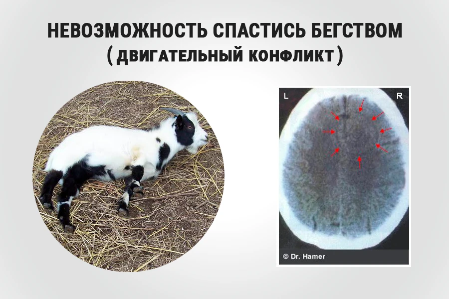 Коза с параличом ног («ложная смерть») и КТ-снимок мозга: красные стрелки указывают на Очаг Хамера в двигательной области правого полушария — конфликт «невозможность спастись бегством»