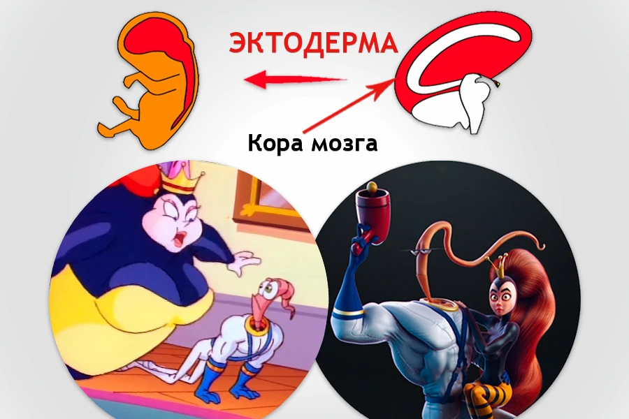 Схема связи эктодермы с корой мозга: наружный эмбриональный слой управляется неокортексом и реагирует на конфликты разлуки, территориальные и сексуальные конфликты по 3-му закону Хамера