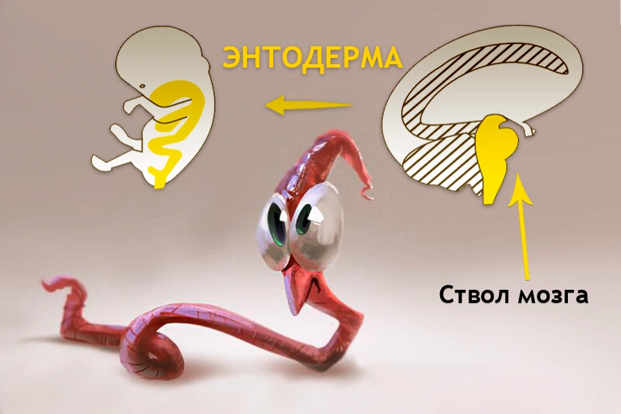 Схема связи энтодермы со стволом мозга: червь символизирует древние органы ЖКТ, управляемые из ствола при кусковых конфликтах по 3-му закону Хамера