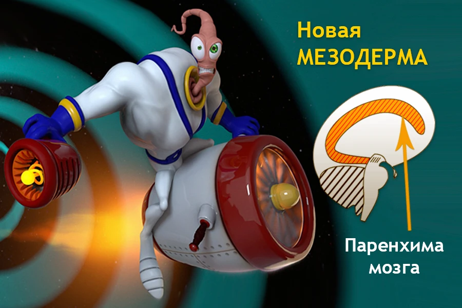 Схема связи новой мезодермы с паренхимой мозга: активный персонаж на реактивном снаряде символизирует эволюционное развитие скелетной мускулатуры и конфликты самообесценивания (могу/не могу) по 3-му закону Хамера