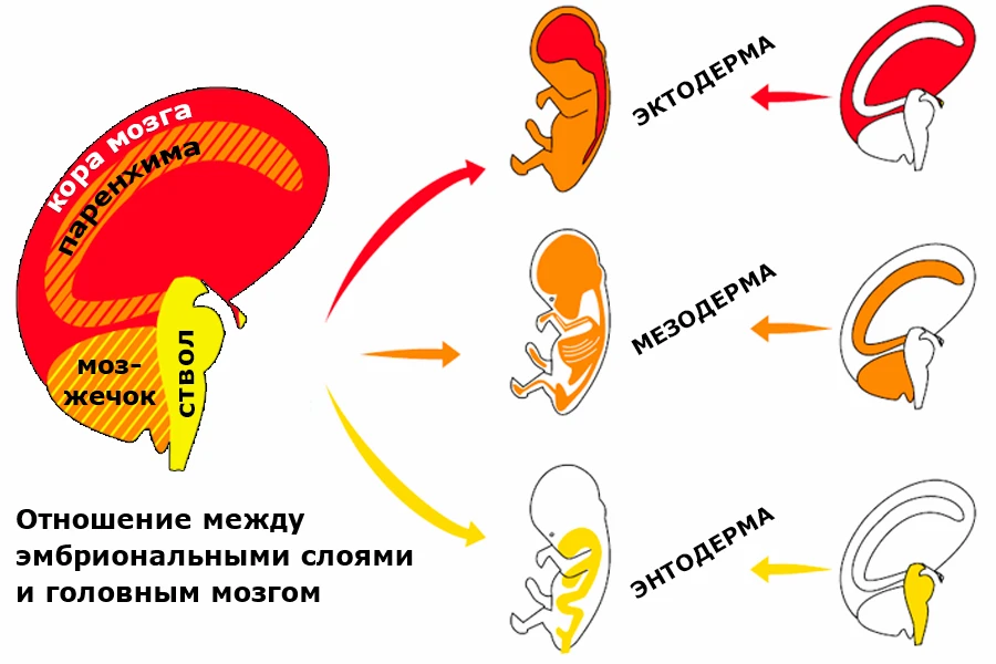 Схема связи трёх зародышевых слоёв (эктодерма, мезодерма, энтодерма) с отделами головного мозга по 3-му биологическому закону Хамера