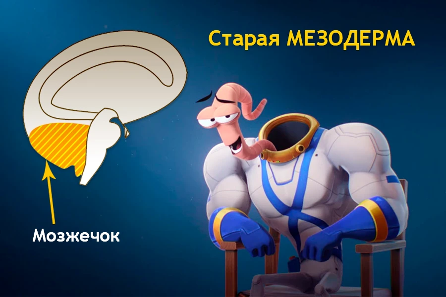Схема связи старой мезодермы с мозжечком: мускулистый персонаж символизирует защитную функцию тканей (дерма, брюшина, перикард, плевра, молочные железы) при конфликтах атаки по 3-му закону Хамера