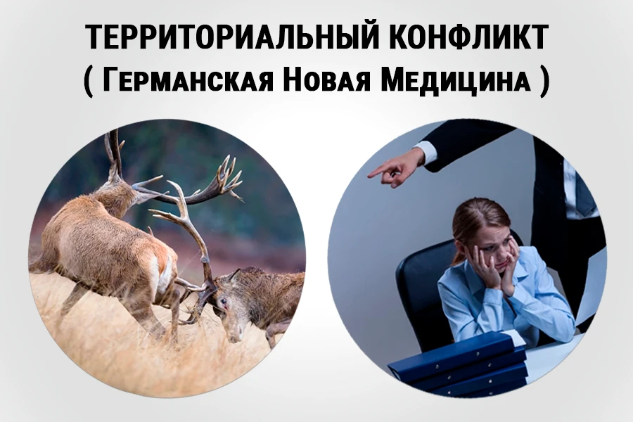 Территориальный конфликт в Германской Новой Медицине: схватка оленей в природе и давление начальника в офисе — примеры защиты личных границ и запуска СБП по 3-му закону Хамера