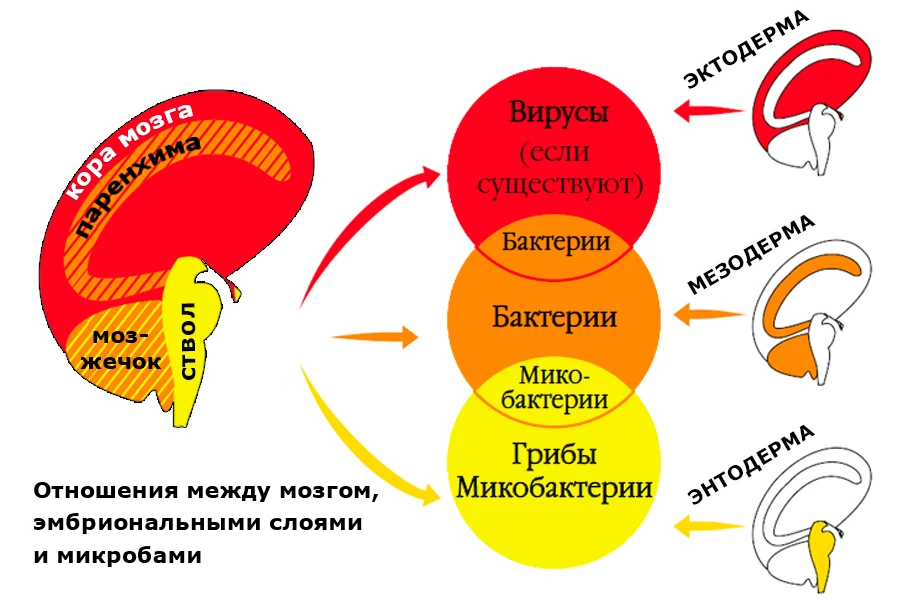 Схема «Отношения между мозгом, эмбриональными слоями и микробами»: отделы мозга (кора, мозжечок, ствол), группы микробов (вирусы, бактерии, грибы и микобактерии) и зародышевые слои (эктодерма, мезодерма, энтодерма) соединены стрелками — иллюстрация онтогенетической системы микробов 4-го биологического закона Хамера