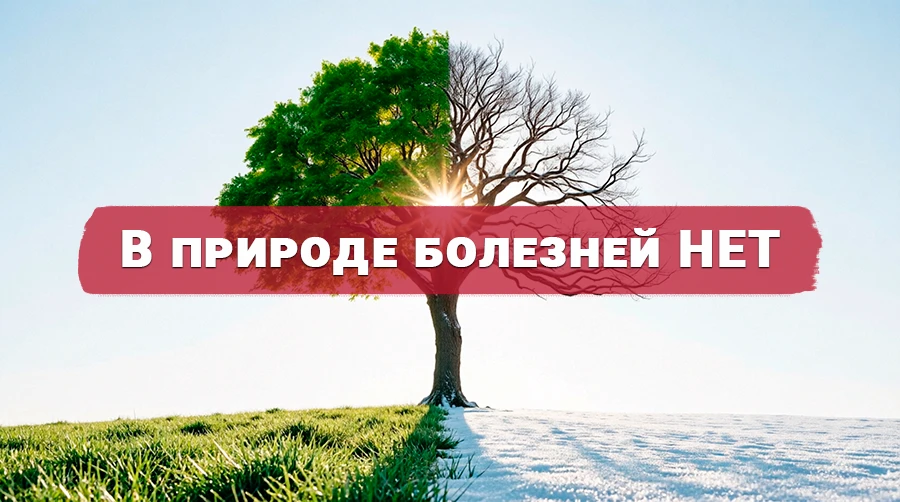 Дерево разделённое на две половины: зелёная летняя сторона и зимняя безлистная с солнцем в центре, символизирующее концепцию Германской Новой Медицины о том, что в природе нет болезней — есть Специальные Биологические Программы