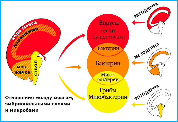 4-й биологический закон Хаммера: онтогенетическая система микробов